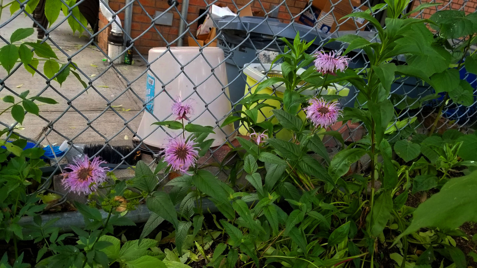 Newkirk Community Garden